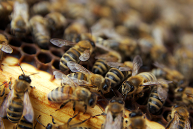 bees in hive